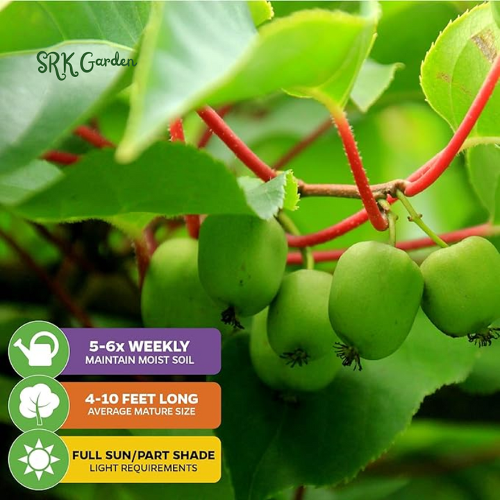 Hardy Kiwi Fruit Vine Live Plant -  Starter Plant