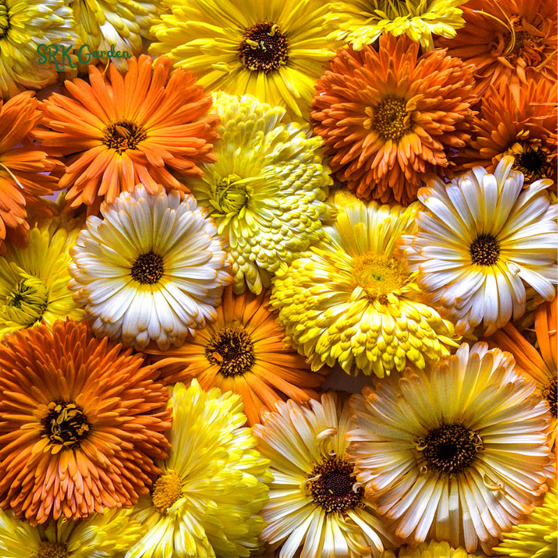 Calendula Pacific Beauty Mix 50 Seeds