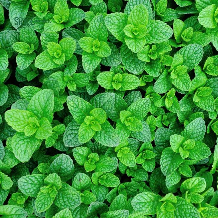 Organic Peppermint Seeds | 100 Seeds