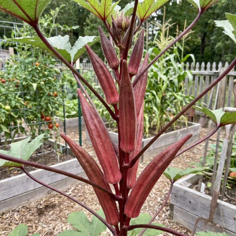 Red & Green Okra Seeds – Red Burgundy and Clemson Spineless