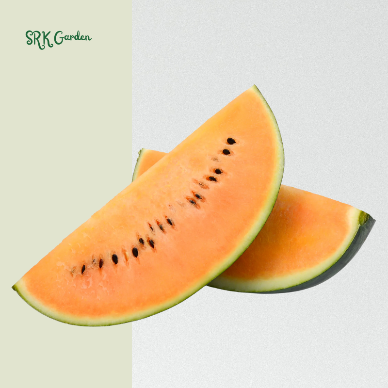 Organic Orange Tendersweet Watermelon | 15 Seeds