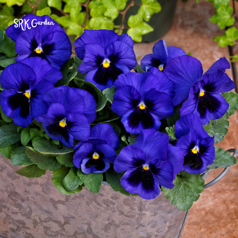 Swiss Giants Pansy Seed Mix | 100 Seeds