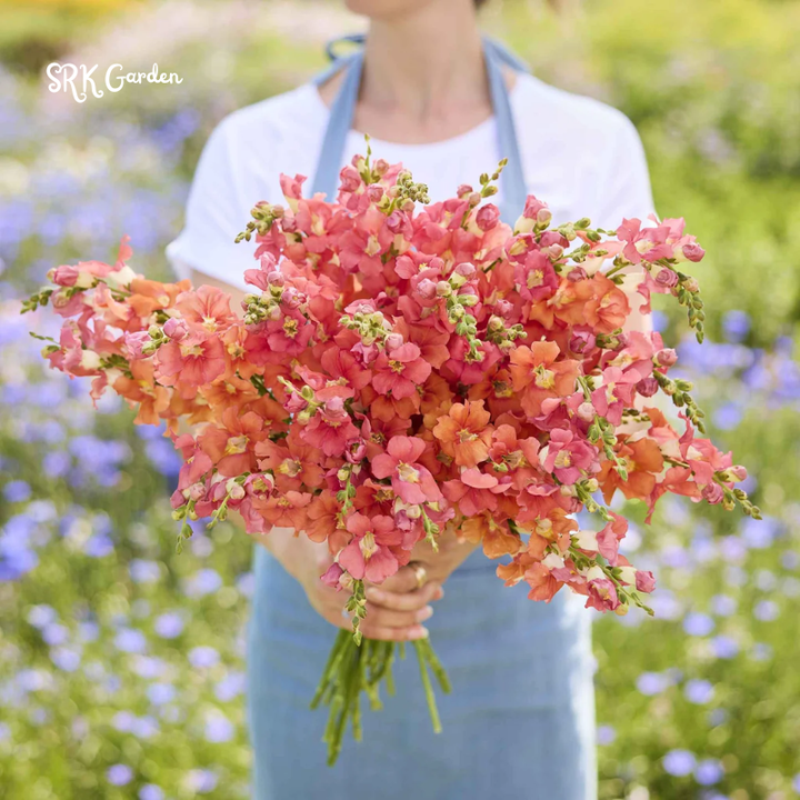 Chantilly Bronze Snapdragon Seeds | 30 Seeds