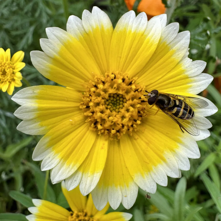 Tidy Tips Seeds | 150 Seeds