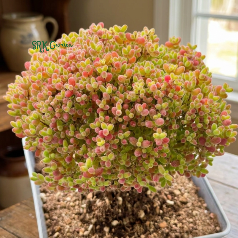 Drosanthemum Sugar Ball pink purple flowers arrangement bonsai tree live plant houseplant