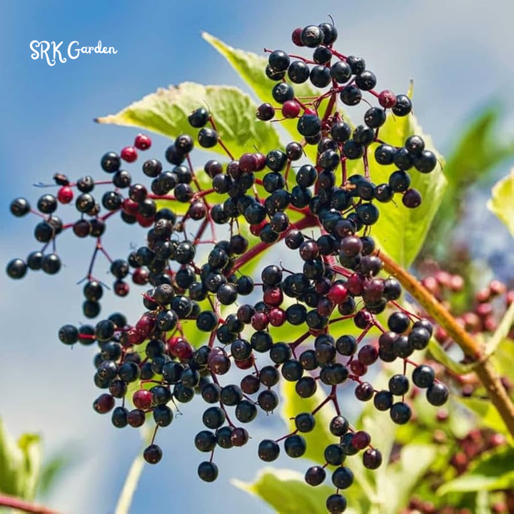 Elderberry Bush Plants Live, Black Elderberry Plant for Outdoor Garden, 5 to 9 Inch Tall