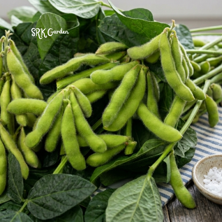 25+ BeSweet Edamame Soybean Seeds