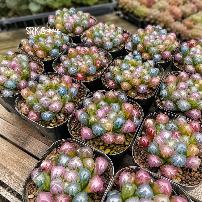 Live Succulents -Rare Succulents -Haworthia Cooperi Rainbow