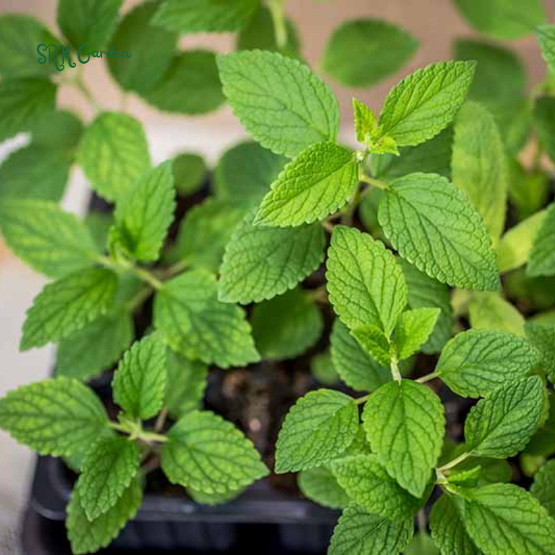 Organic Catnip Seeds | 300 Seeds