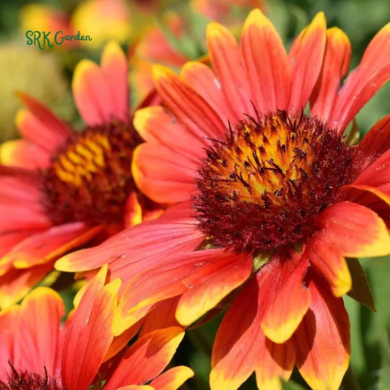 Blanket Flower Seeds, Gaillardia Aristata | 200 Seeds