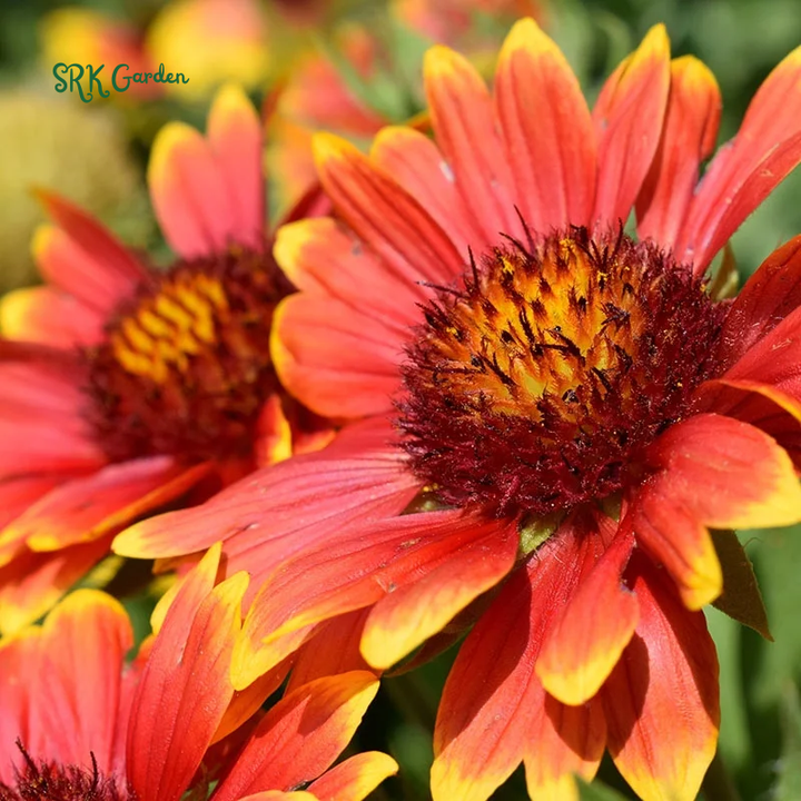 Blanket Flower Seeds, Gaillardia Aristata | 200 Seeds