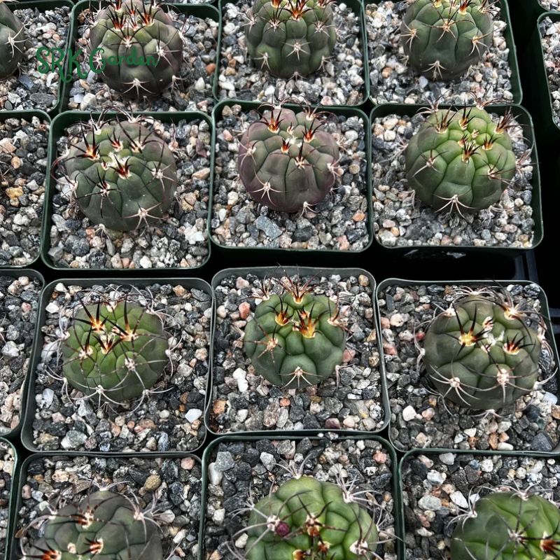 Cactiandexotica Gymnocalycium Saglionis Cactus, Giant Chin Cactus, Live Plant in 3" pot
