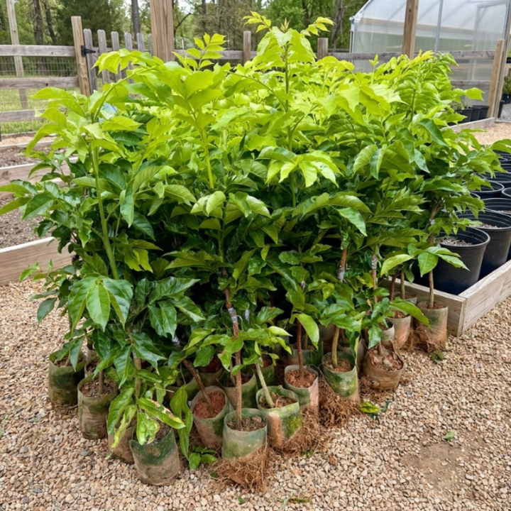 Wampee Fruit Tree Live Plant 2-3ft tall – Sweet Tropical Wampi (Clausena lansium) for Home Garden