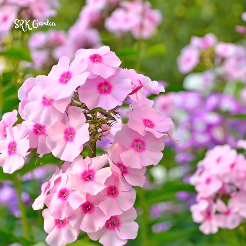 Pastel Shades Phlox Seed Mix | 300 Seeds