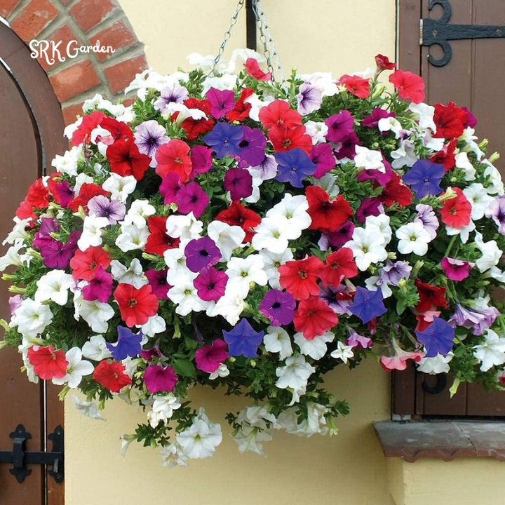 Dwarf Petunia Seed Mix | 250 Seeds
