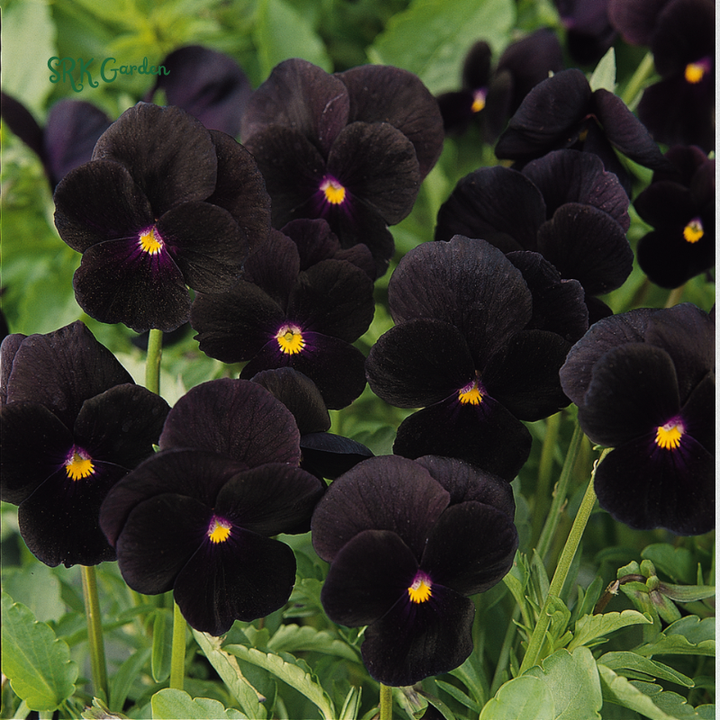 Viola Seeds - Sorbet Series - Black Delight 25 seeds