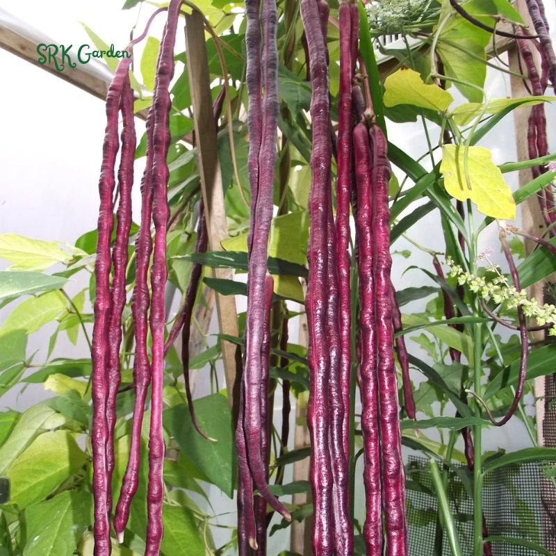 Purple Mart Tsu In Yard Long Bean Seeds | 10 Seeds