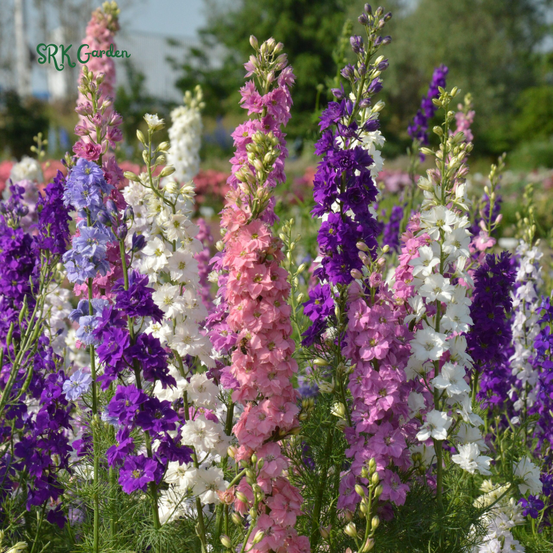 Larkspur Seeds - Giant Imperial Mix 250 seeds