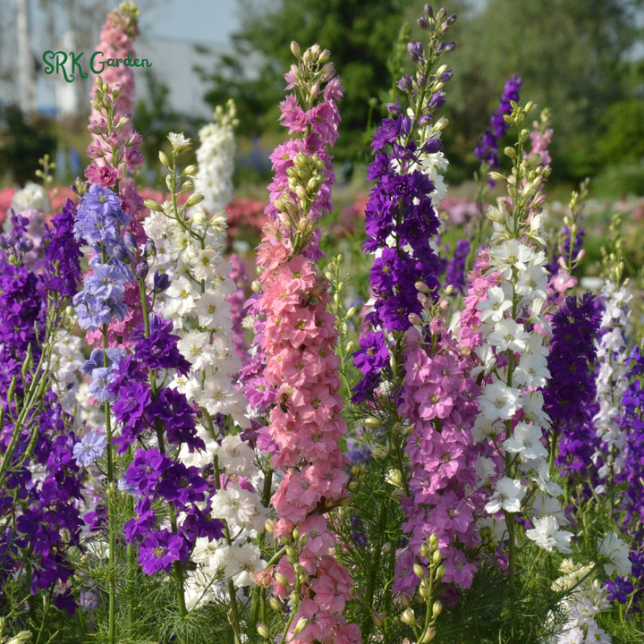Larkspur Seeds - Giant Imperial Mix 250 seeds