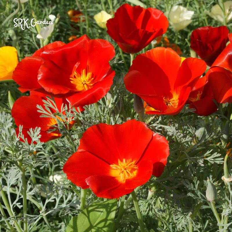 Red California Poppy Seeds | 500 seeds