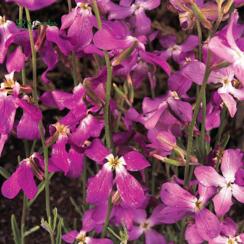 Evening Scented Stock Seeds | 2500 Seeds