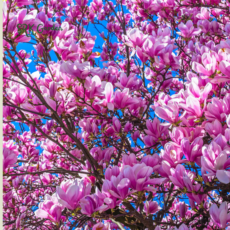 Saucer Magnolia ‘Magnolia Soulangeana’ – Shrub - One Gallon Healthy Potted Plant