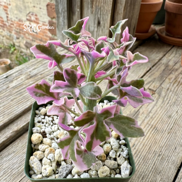 Lavender Fantasy | Variegated Senecio Articulatus Live Plant in 4 inch pot
