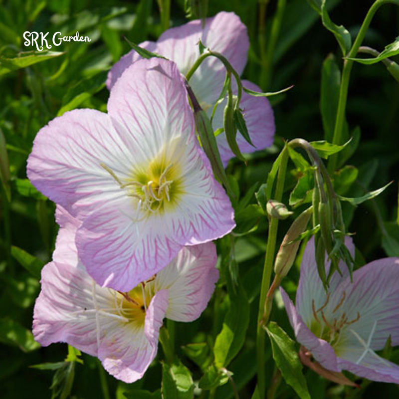 Showy Evening Primrose Seeds | 500 Seeds