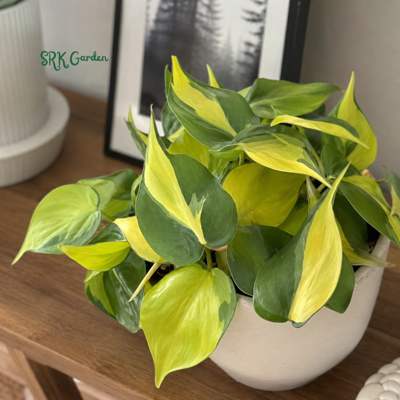 Philodendron Brasil, Variegated Houseplant, Philodendron Cuttings, Live Tropical Plant in 4" pot