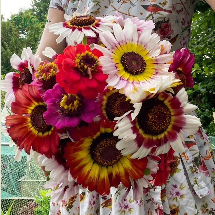Rainbow Painted Daisy Seeds - Former Wildflower Tamed as a Colorful Sunny Annual and Cut Flower | 200 Seeds