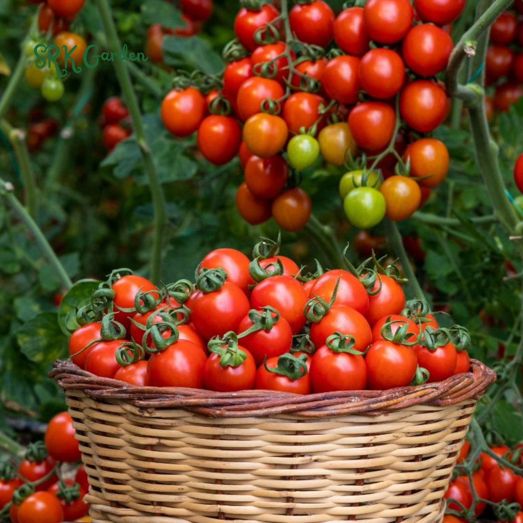 Red Cherry Tomato Seeds, Money Maker Cherry Tomatoes Natural, Non GMO 300+ Seeds