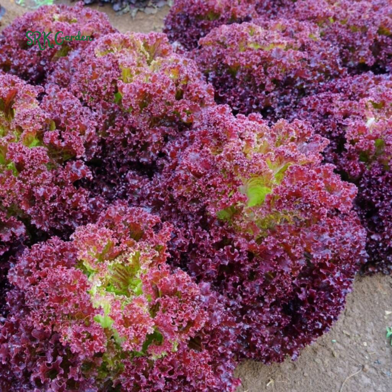 Organic Red Salad Bowl Lettuce - Lollo Rosso | 250 Seeds