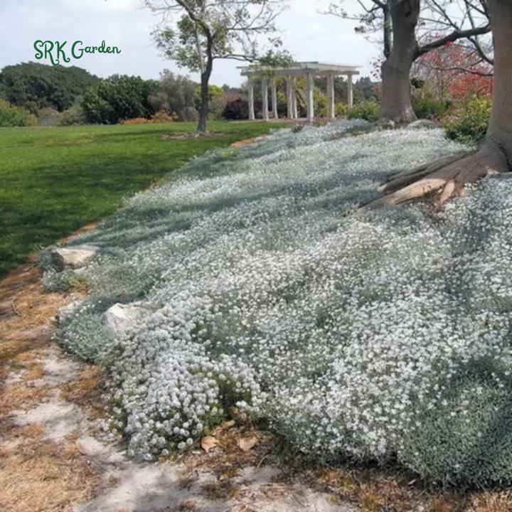 Snow in Summer Seeds | 500 Seeds