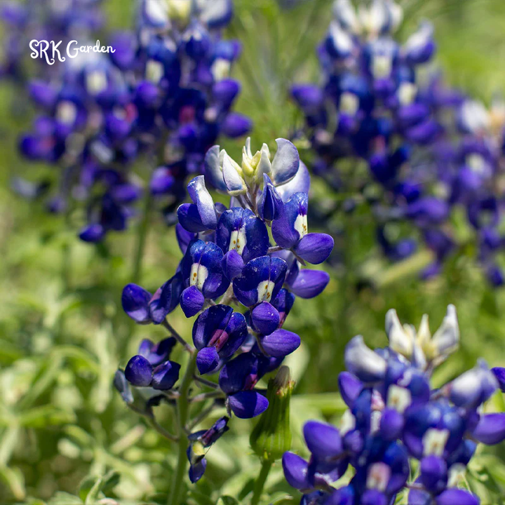 Texas Bluebonnet Seeds | 50 Seeds