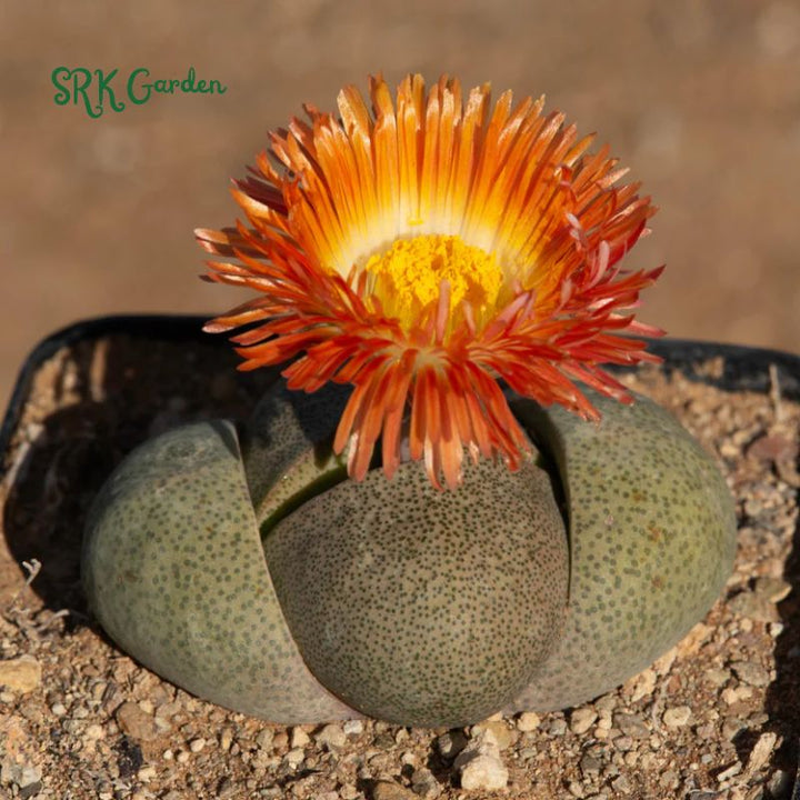 Split Rock, Living Rock, Pleiospilos Nelii in 3.5" pot