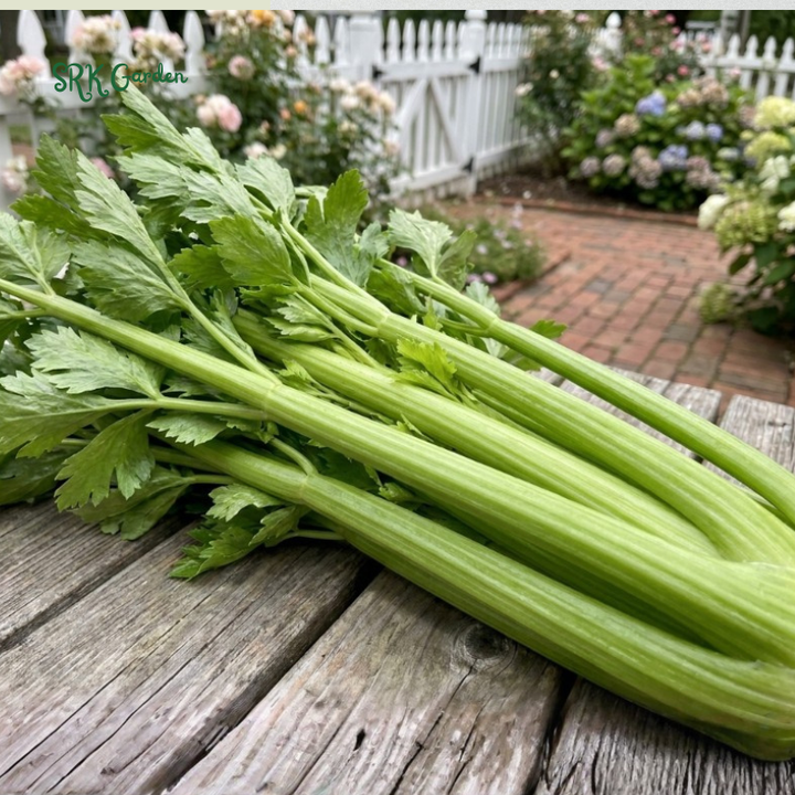300+ Tendercrisp Celery Seeds