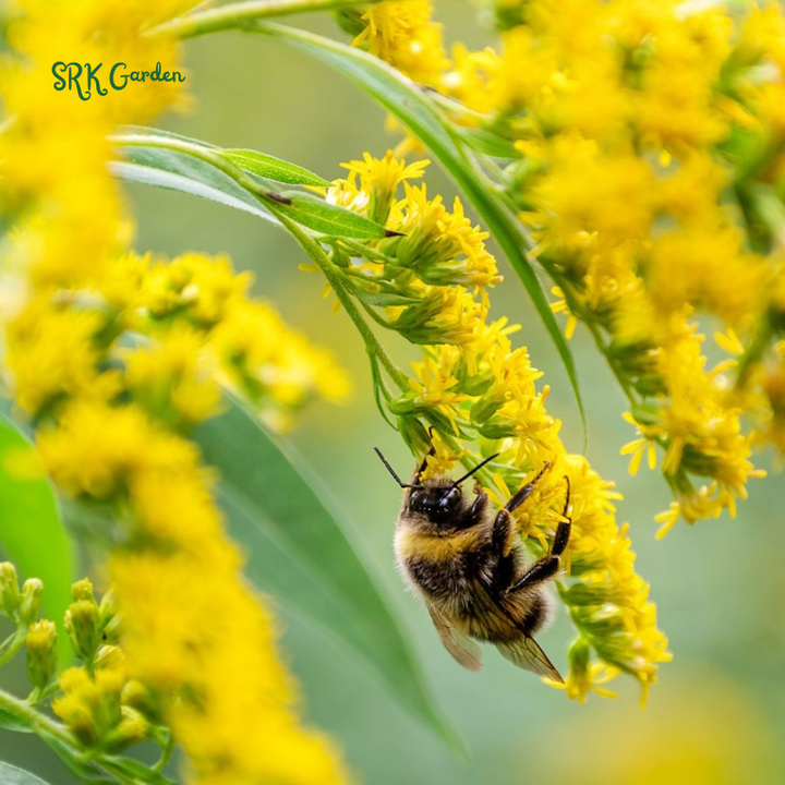 Showy Goldenrod Seeds | 200 Seeds