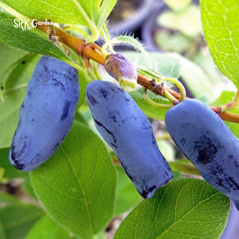Live Blue Haskap Honeyberry Plant, 4 to 6 Inch Tall
