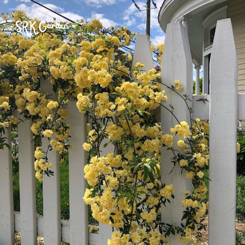 Yellow Lady Banks Climbing Rose 1ft tall