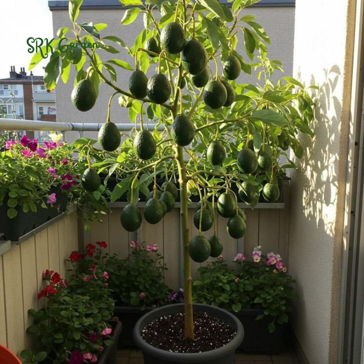 Dwarf Avocado HASS Tree Live Plant Seedling in 4 Inc Pot, 8 Months Old Well Rooted