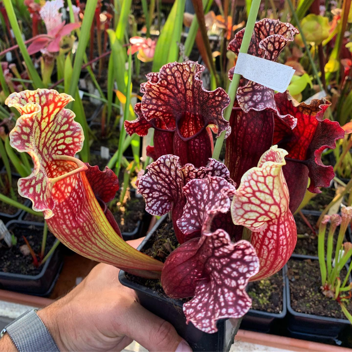 Purple Pitcher Plant | 30 Seeds