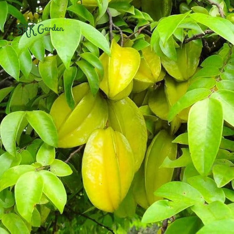 Star Fruit Averrhoa Carambola Bell Seedling Potted Starfruit Plant Tree