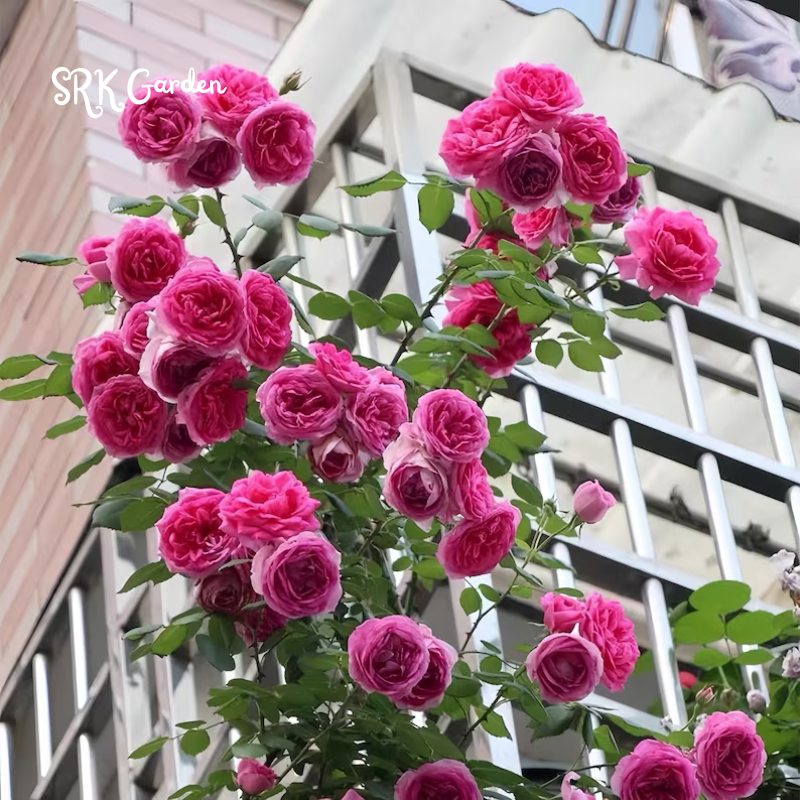 Climbing rose Live Plants
