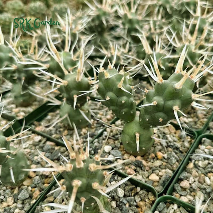 Paper Spine Cactus, Tephrocactus Articulatus, Pine Cone Cactus, Rare Cactus in 3" pot