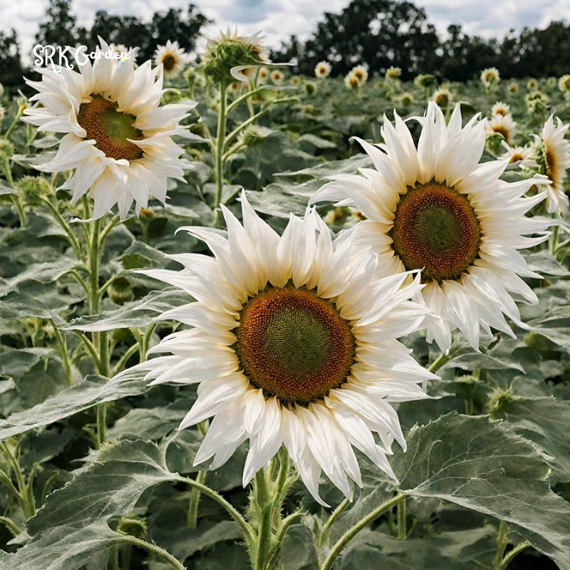 White Nite Sunflower Seeds | 20 Seeds