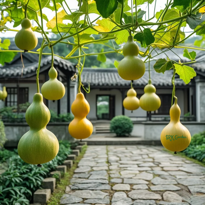 20 Miniature Bottle Gourd Seeds