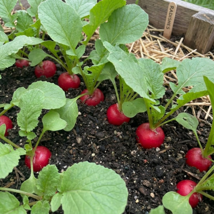 250+ Cherry Belle Radish Heirloom Seeds