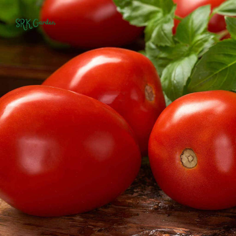 Roma VF Tomato Seeds | 50 Seeds