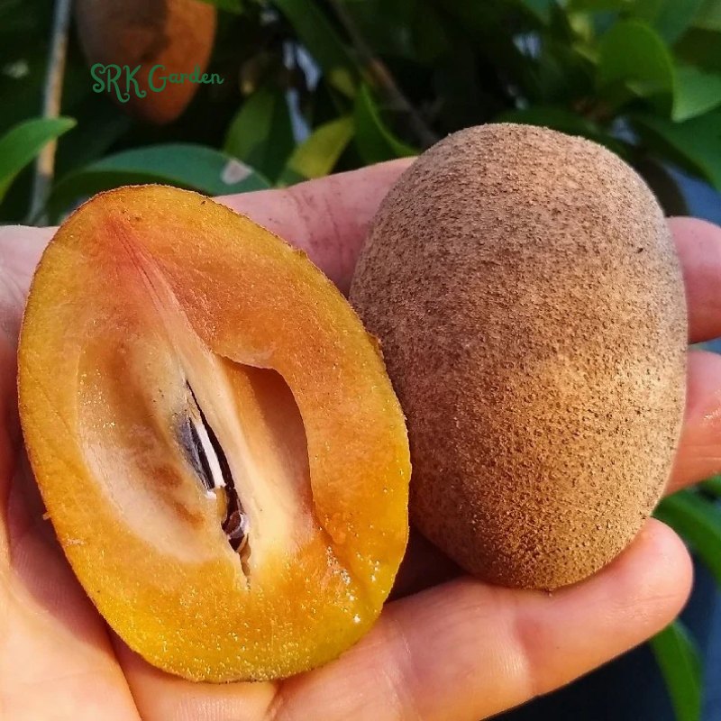 Sapodilla Manilkara Zapota Tropical Live Plant