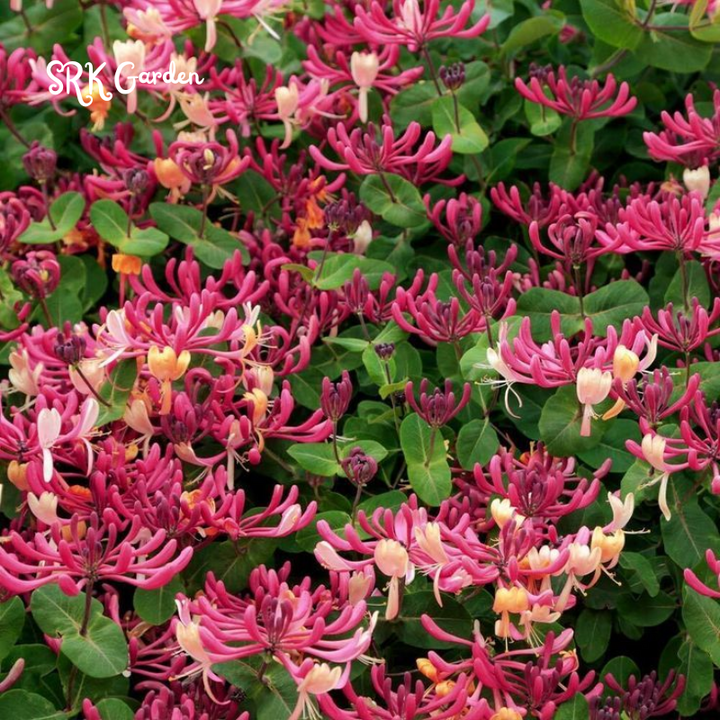 Honeysuckle in 3.5 inch Pot, Beautiful Fragrant Climber